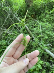 Carex lonchocarpa