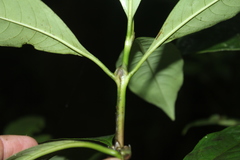 Palicourea axillaris