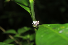 Palicourea axillaris