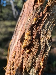 Marasmiellus affixus