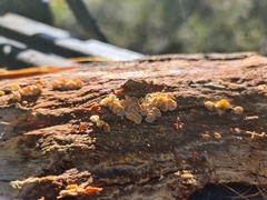 Marasmiellus affixus