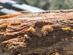 Marasmiellus affixus