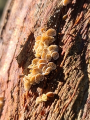 Marasmiellus affixus