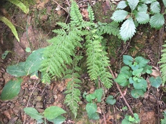 Dennstaedtia hirsuta