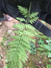 Dennstaedtia hirsuta