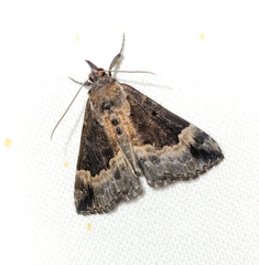 Hypena palparia