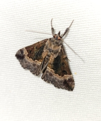 Hypena palparia
