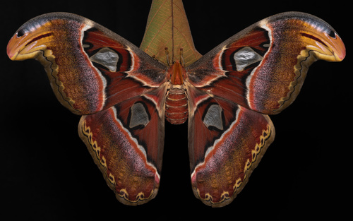 Atlas moth