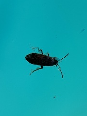 Megalonotus sabulicola