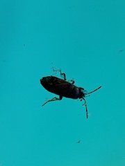 Megalonotus sabulicola