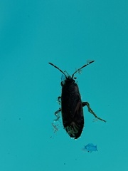Megalonotus sabulicola