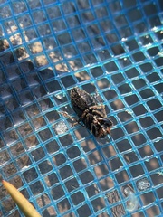 Megalonotus sabulicola