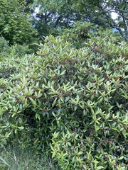Rhododendron carolinianum
