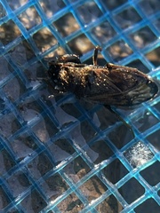 Megalonotus sabulicola