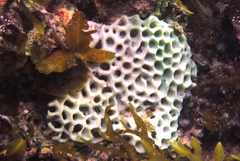 Holopsamma laminaefavosa