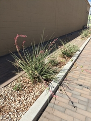 Hesperaloe parviflora