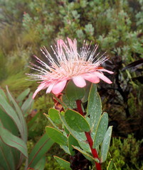 Protea punctata