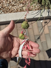 Hesperaloe parviflora