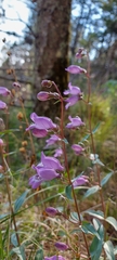Penstemon leonensis