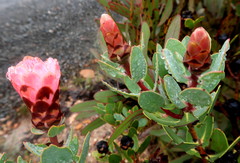 Protea punctata