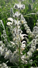 Salvia dominica