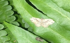 Costaconvexa