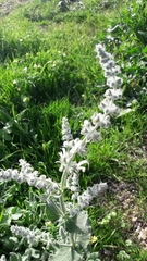 Salvia dominica