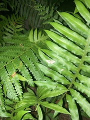 Costaconvexa