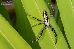 Argiope aurantia image