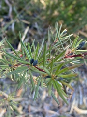 Gompholobium grandiflorum