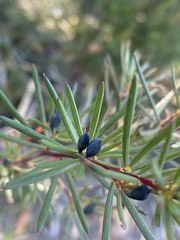 Gompholobium grandiflorum