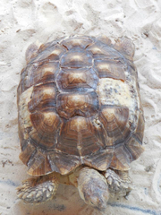Centrochelys