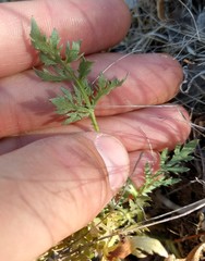 Sanicula bipinnatifida