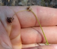 Sanicula bipinnatifida