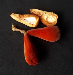 Cnestis palala