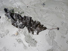 Pleurophycus gardneri