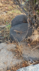 Sceloporus occidentalis