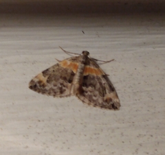 Dysstroma hersiliata