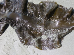 Pleurophycus gardneri