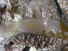 Pleurophycus gardneri