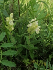 Scutellaria supina