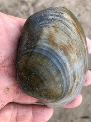 Mactromeris catilliformis