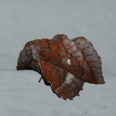 Phyllodesma occidentis