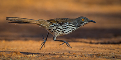 Toxostoma longirostre