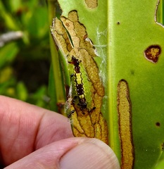 Hypochrysops apelles