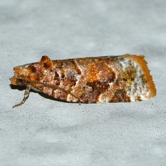 Argyrotaenia