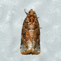 Argyrotaenia
