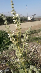 Salvia dominica