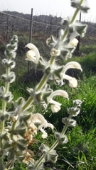 Salvia dominica