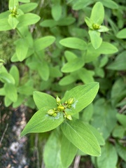 Hypericum graveolens